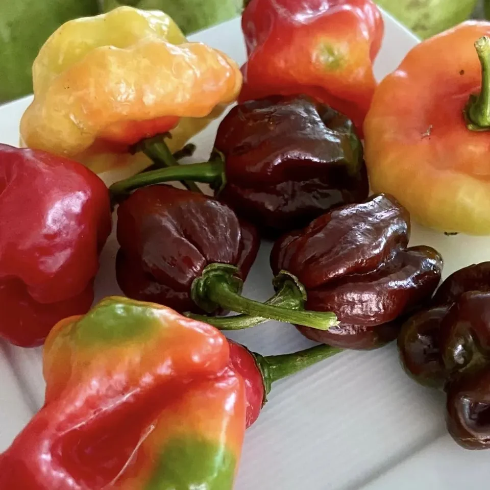 Wenner Hill Gardens Mixed Sweet Peppers Closeup