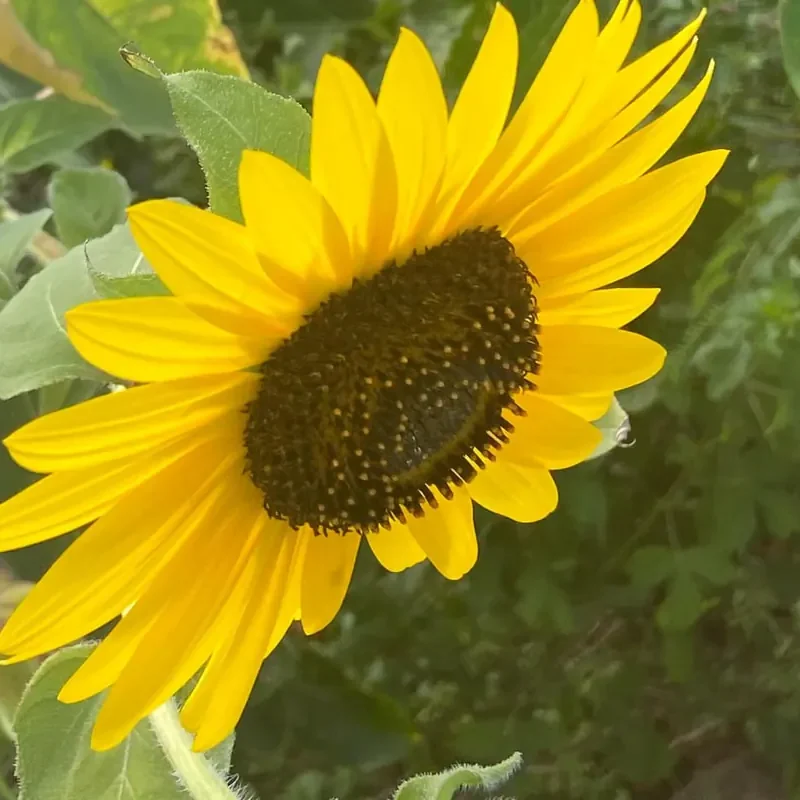 Wenner Hill Gardens Yellow Sunflower